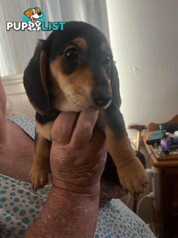 READY NOW!! Beautiful Dachshund puppies