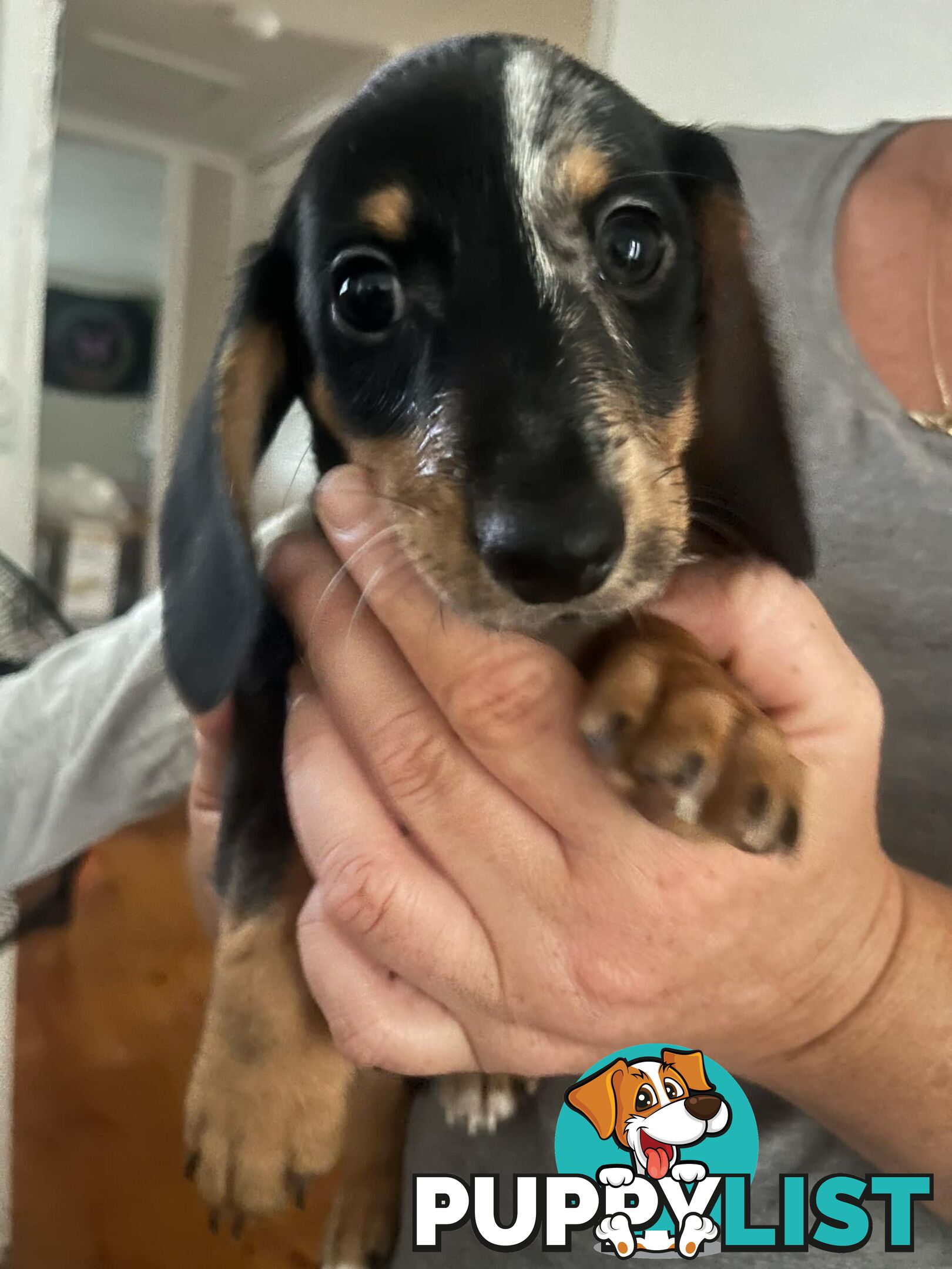 READY NOW!! Beautiful Dachshund puppies