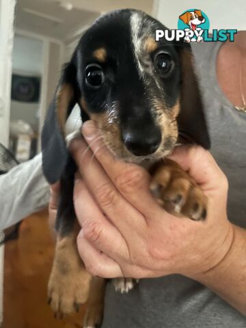 READY NOW!! Beautiful Dachshund puppies