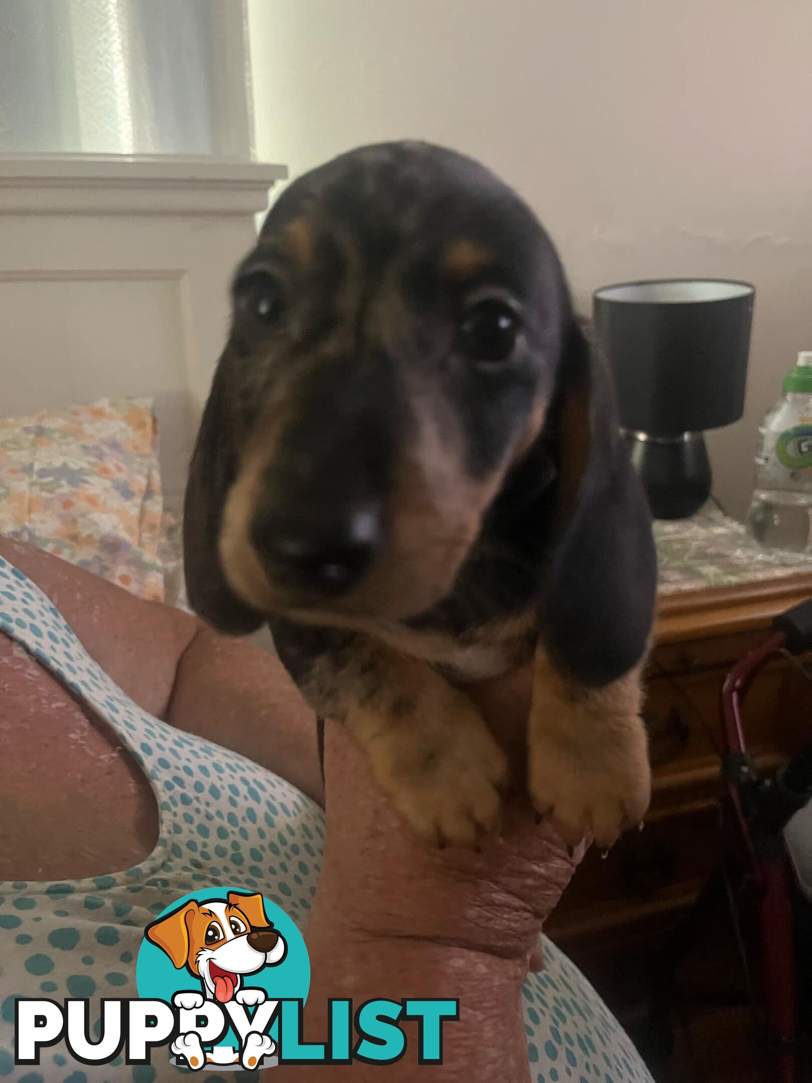 READY NOW!! Beautiful Dachshund puppies