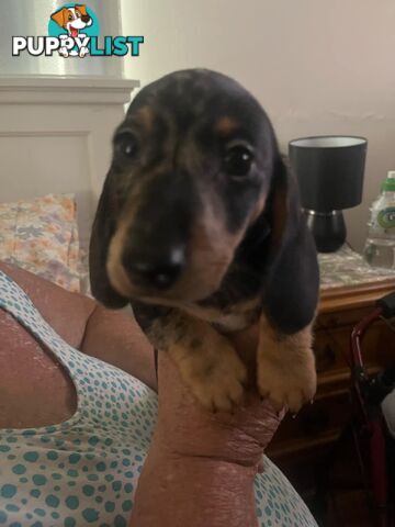 READY NOW!! Beautiful Dachshund puppies