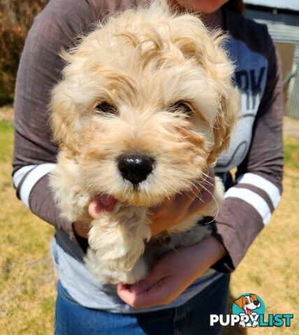 Stunning chocolate phantom cavoodle babies!