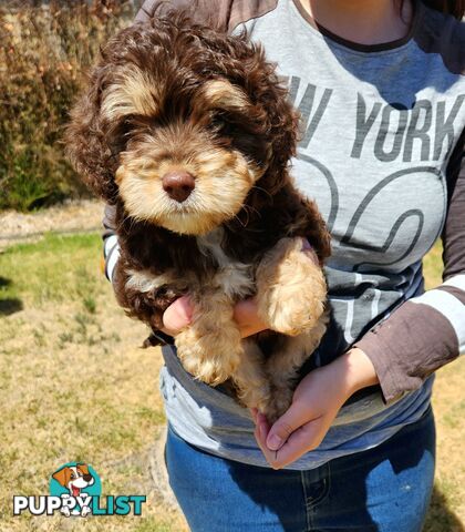 Stunning chocolate phantom cavoodle babies!