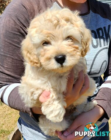 Stunning chocolate phantom cavoodle babies!