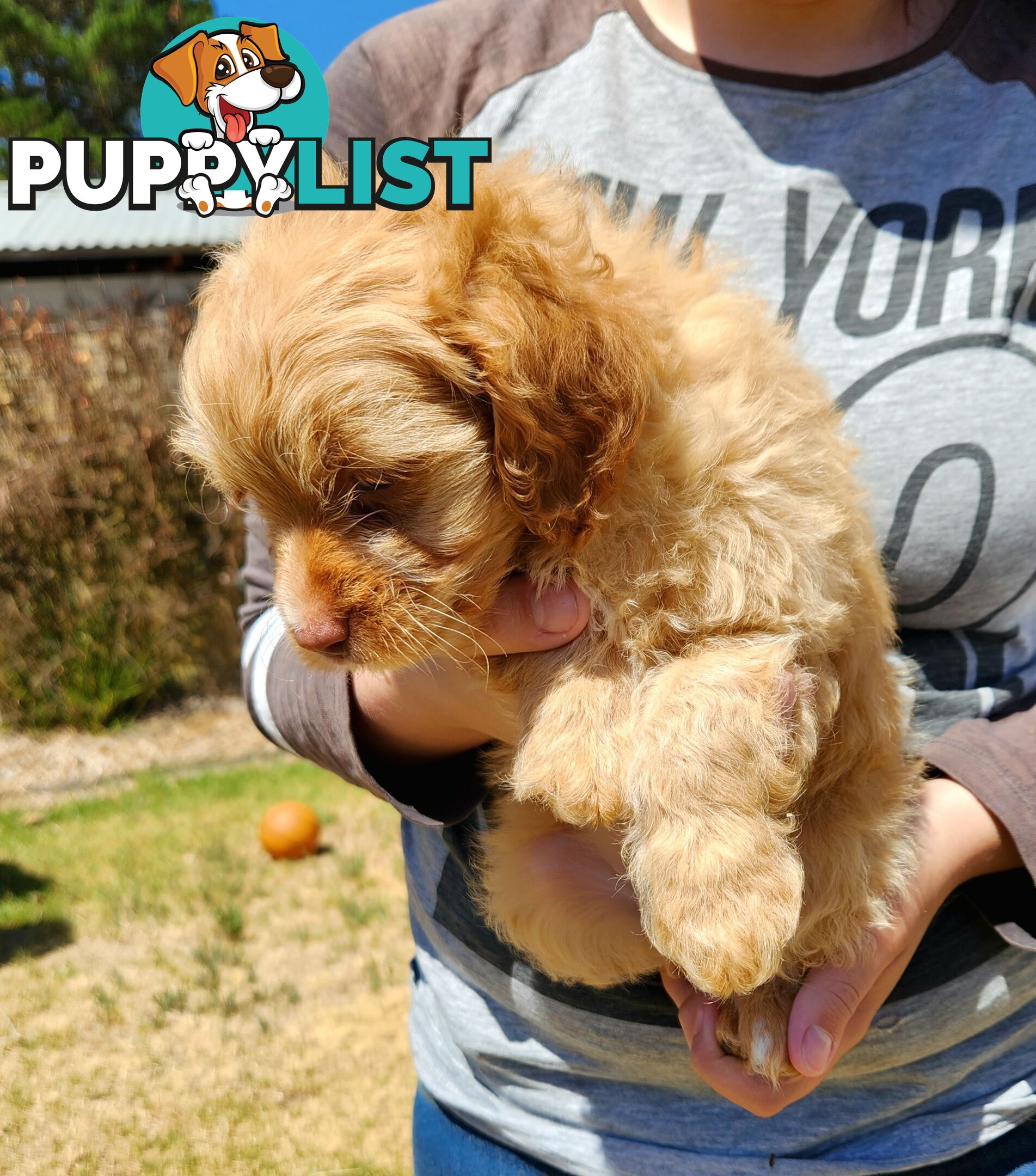 Stunning chocolate phantom cavoodle babies!