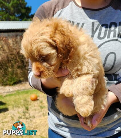 Stunning chocolate phantom cavoodle babies!