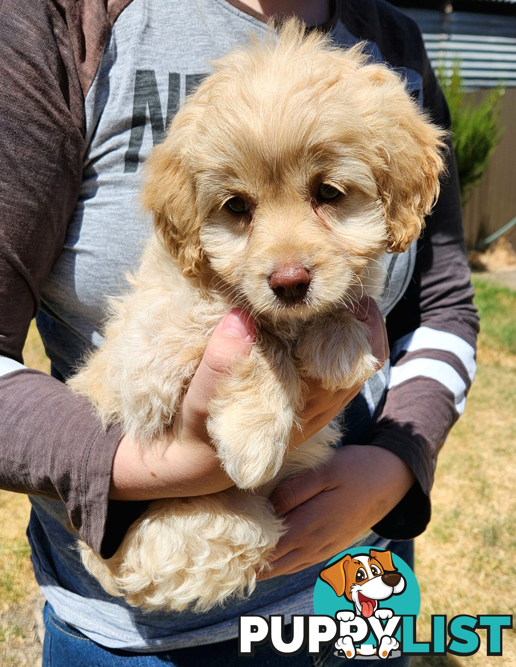 Stunning chocolate phantom cavoodle babies!