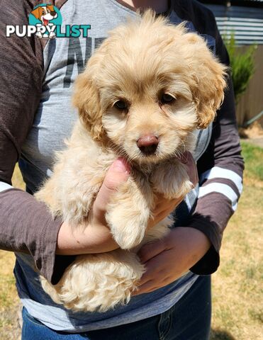 Stunning chocolate phantom cavoodle babies!