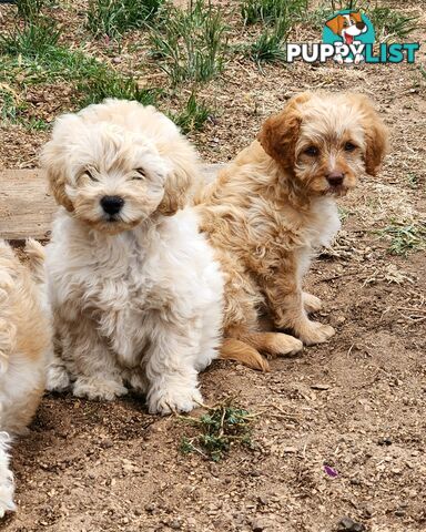 Stunning DNA health tested cavoodle babies!