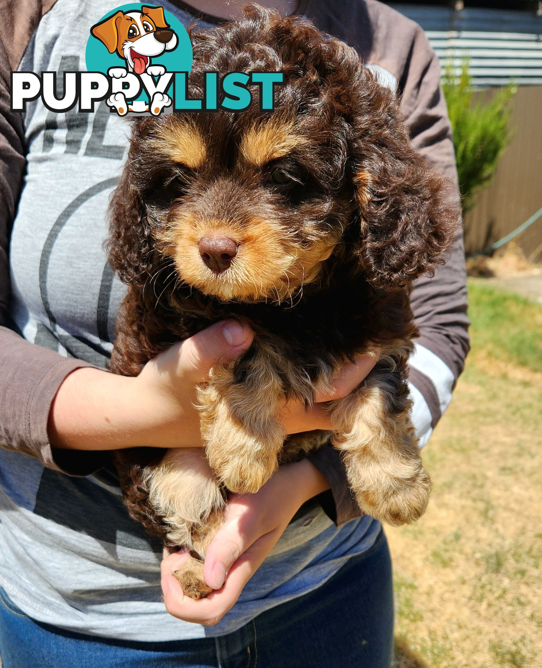 Stunning chocolate phantom cavoodle babies!