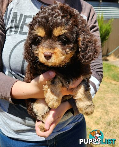 Stunning chocolate phantom cavoodle babies!