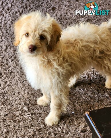 Gorgeous cavoodle babies! Reduced!