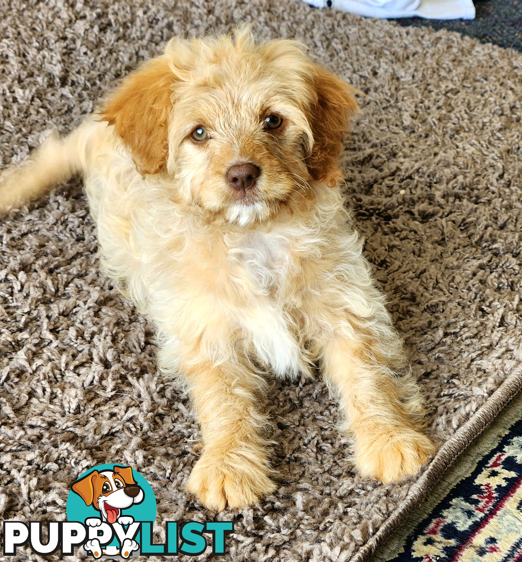 Gorgeous cavoodle babies! Reduced!