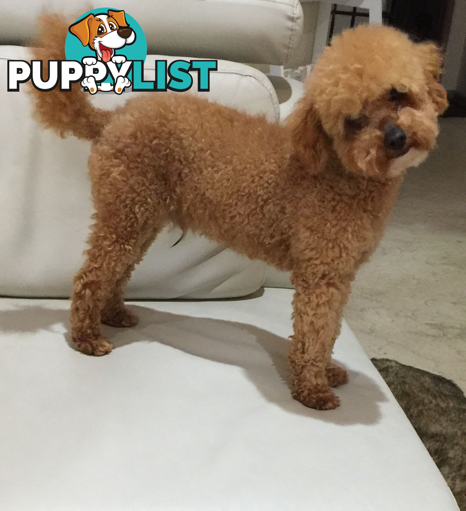 Purebred apricot toy poodle male for stud Services( not for sale)