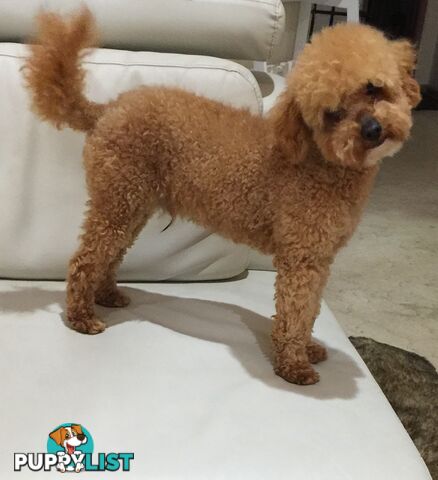 Purebred apricot toy poodle male for stud Services( not for sale)