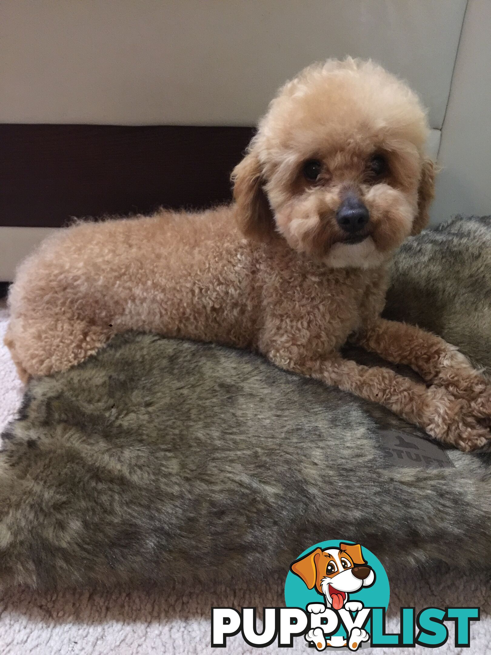 Purebred apricot toy poodle male for stud Services( not for sale)