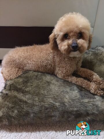 Purebred apricot toy poodle male for stud Services( not for sale)