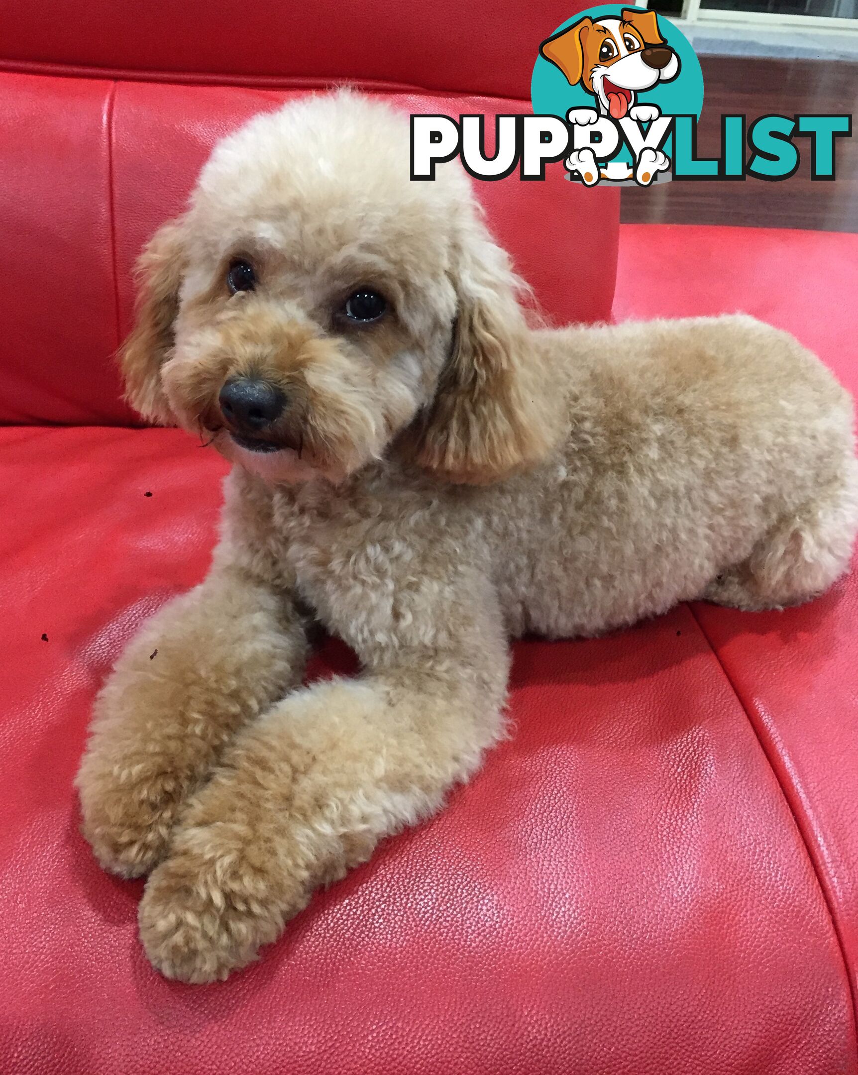 Purebred apricot toy poodle male for stud Services( not for sale)