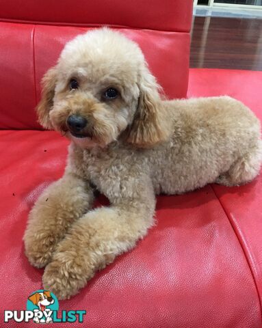 Purebred apricot toy poodle male for stud Services( not for sale)