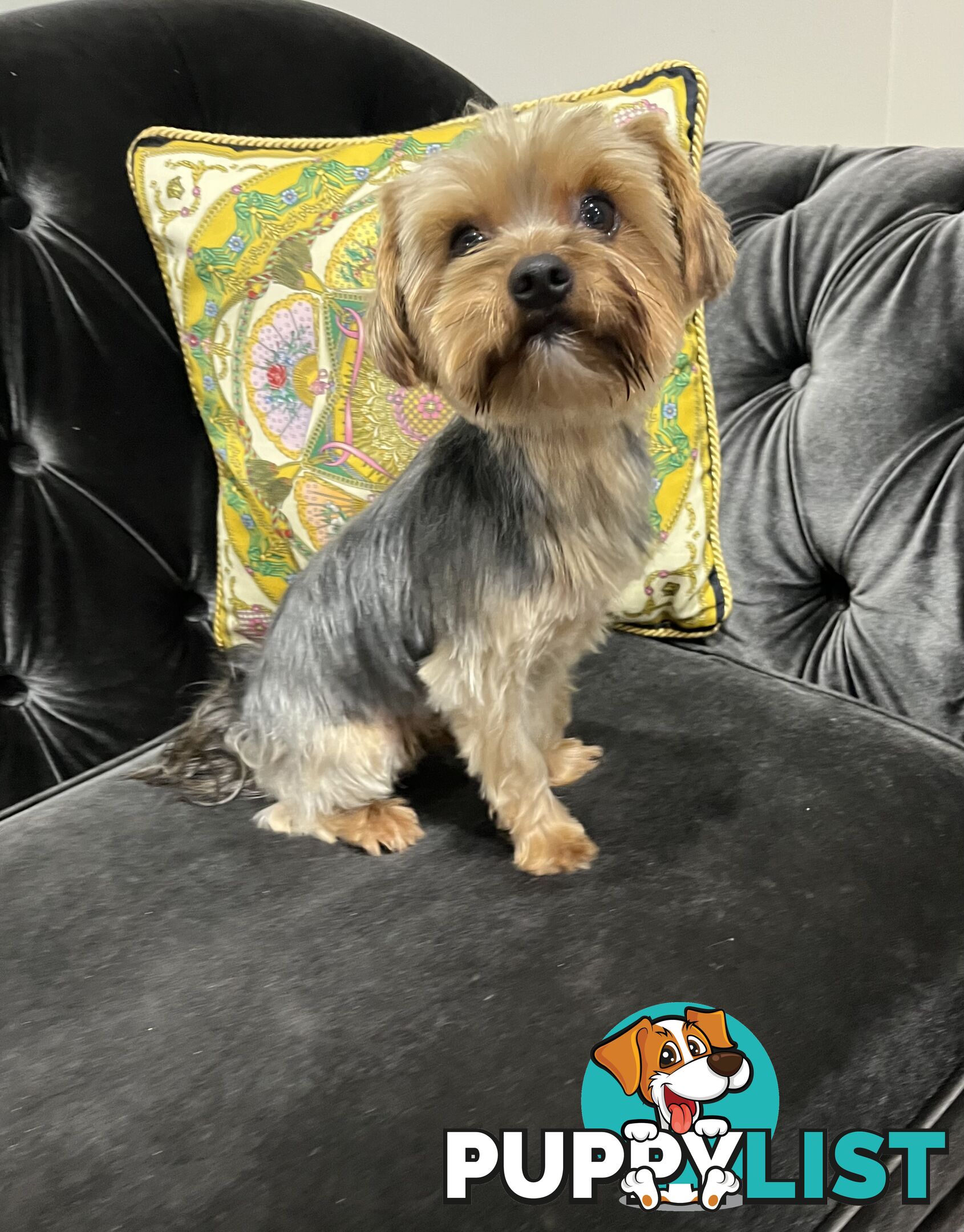 Purebred Yorkshire terrier male stud for stud service (not for sale)