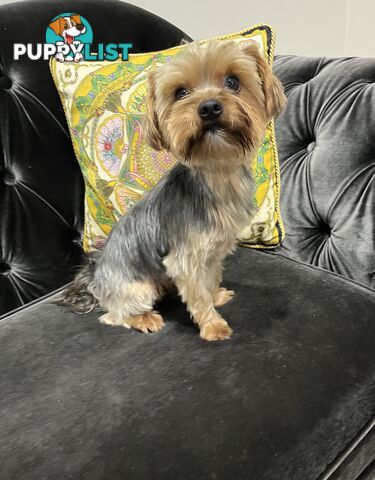 Purebred Yorkshire terrier male stud for stud service (not for sale)