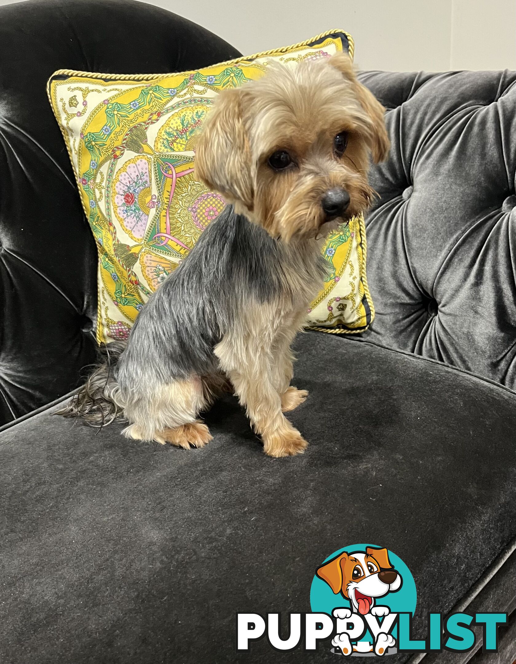 Purebred Yorkshire terrier male stud for stud service (not for sale)