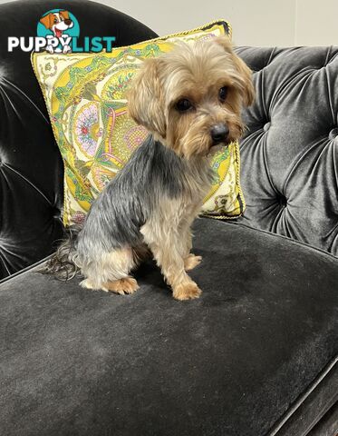 Purebred Yorkshire terrier male stud for stud service (not for sale)