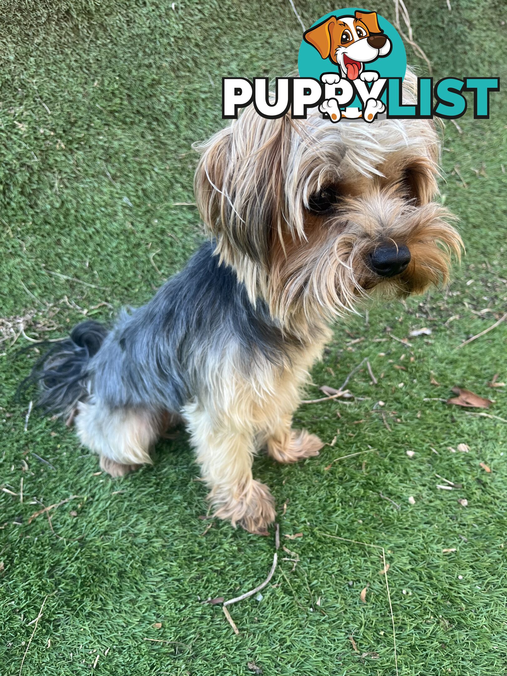 Purebred Yorkshire terrier male stud for stud service (not for sale)