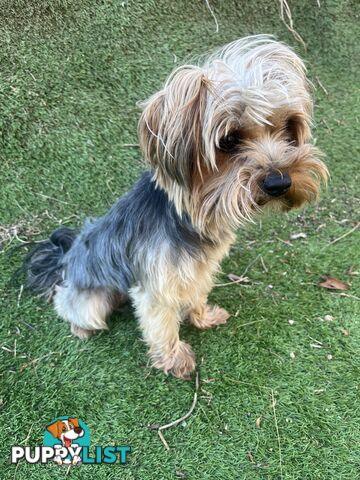 Purebred Yorkshire terrier male stud for stud service (not for sale)