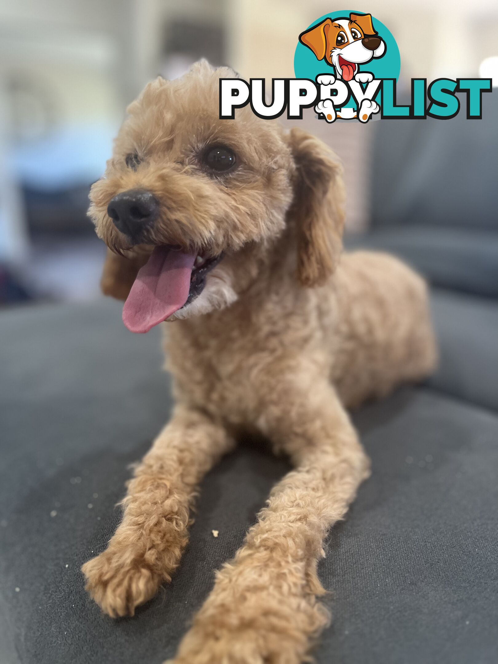 Purebred toy poodle stud available for stud services ( not for sale)