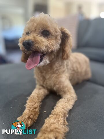 Purebred toy poodle stud available for stud services ( not for sale)