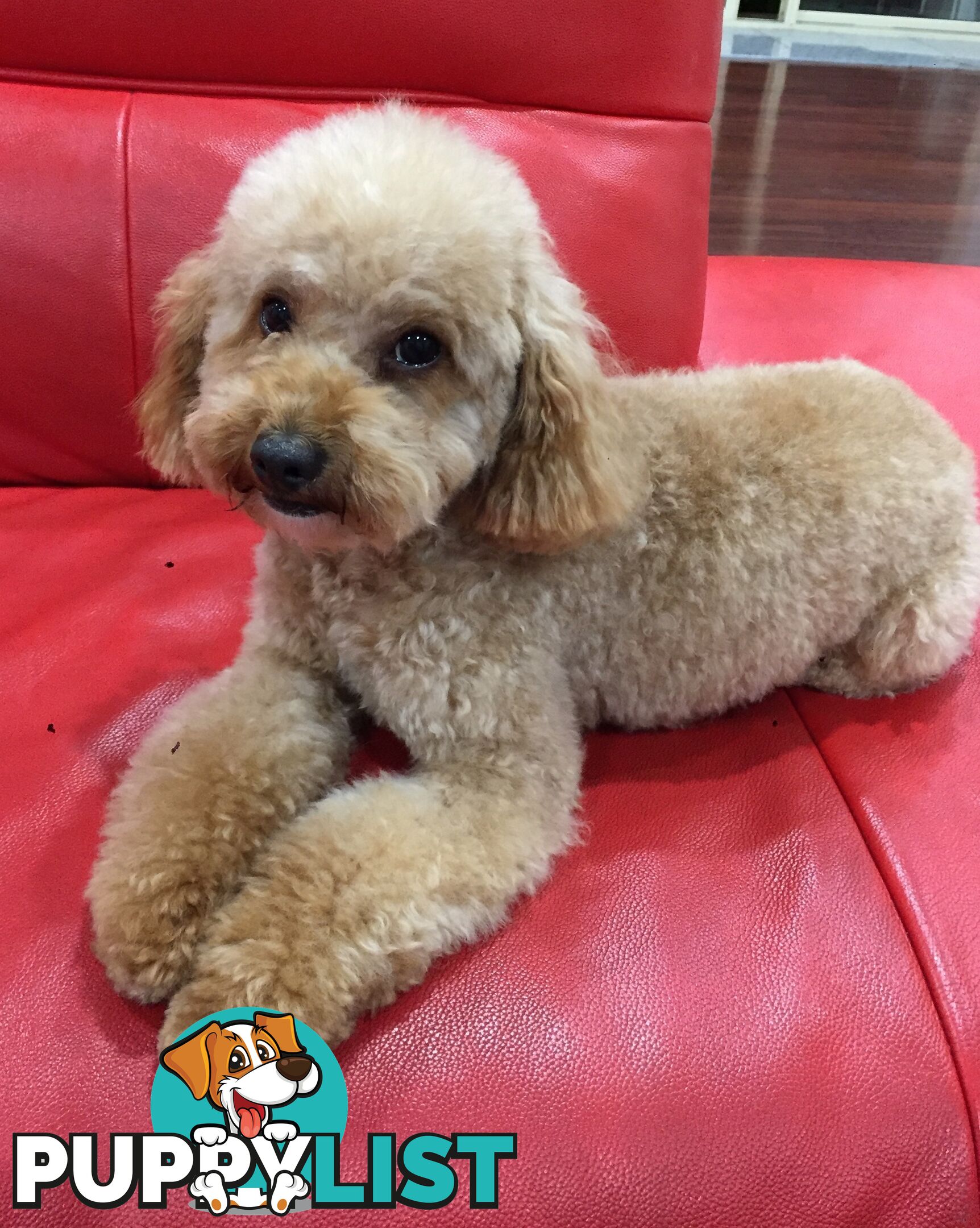 Purebred toy poodle stud available for stud services ( not for sale)