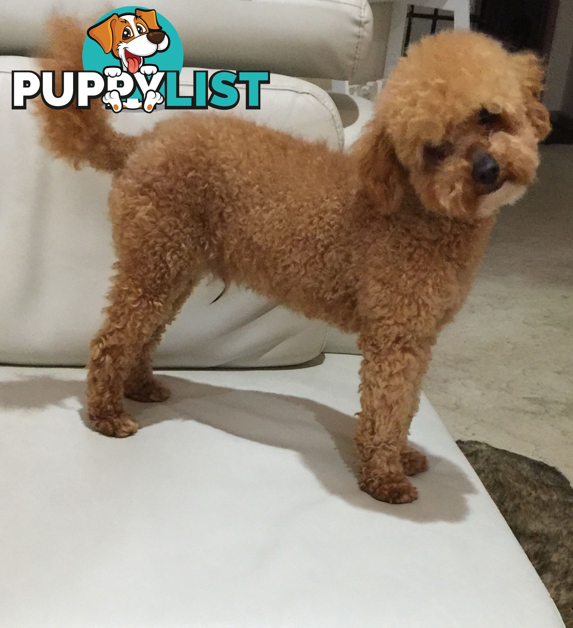 Purebred toy poodle stud available for stud services ( not for sale)