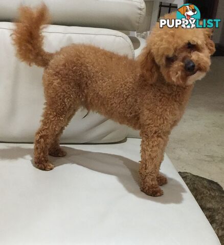 Purebred toy poodle stud available for stud services ( not for sale)