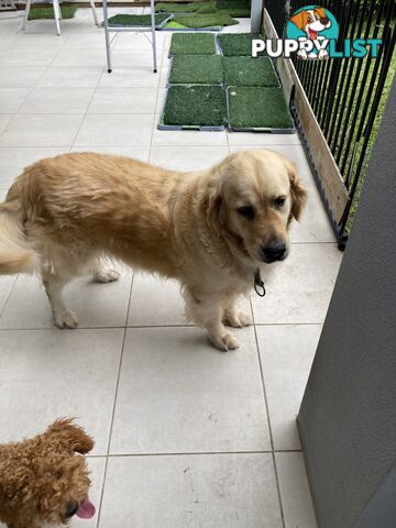 4 year old Golden Retriever Female