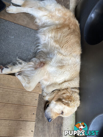 4 year old Golden Retriever Female