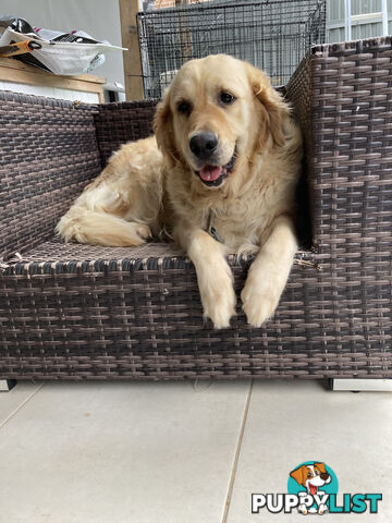 4 year old Golden Retriever Female