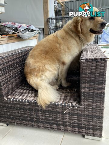 4 year old Golden Retriever Female