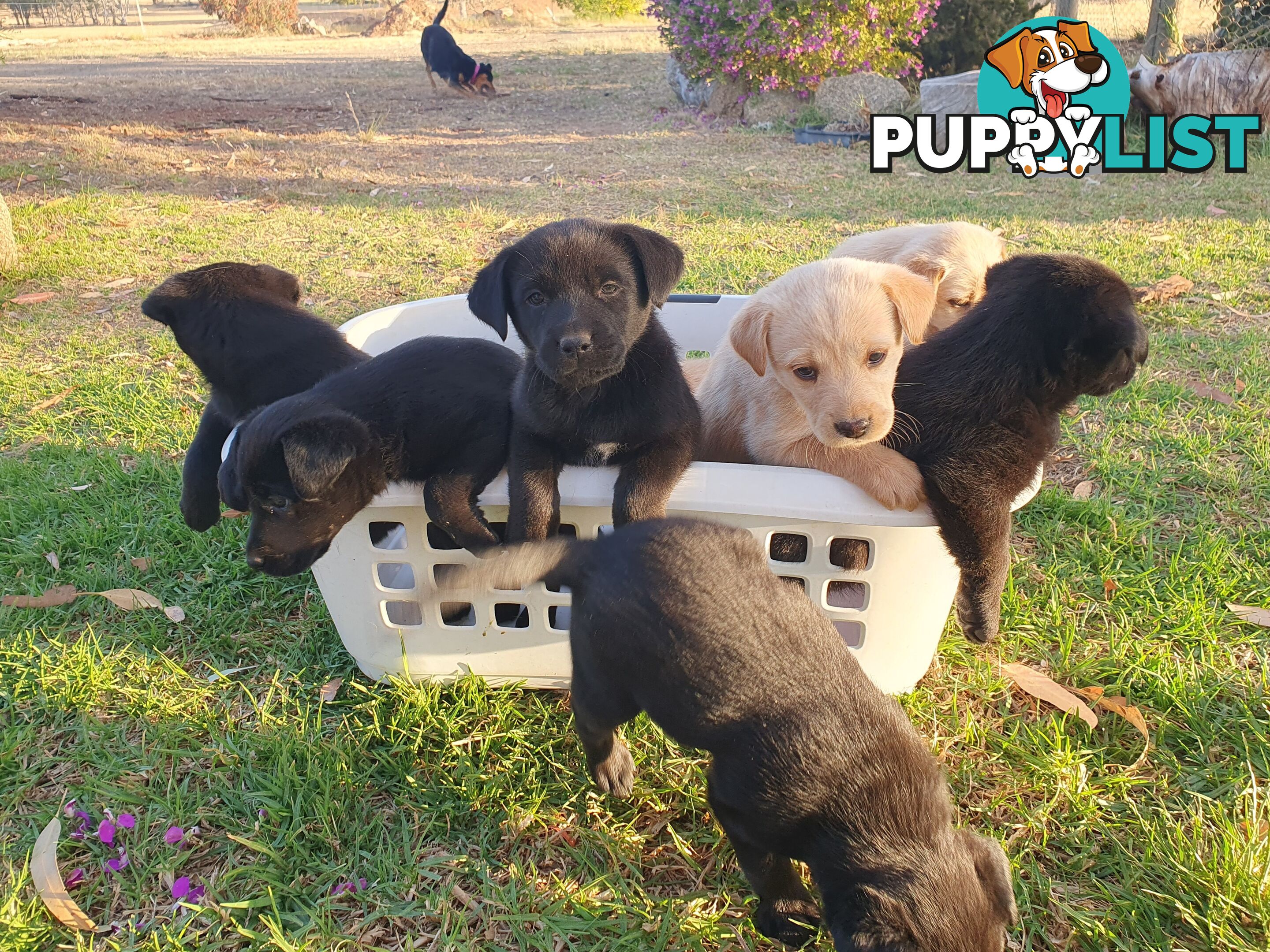 Labrador X Puppies