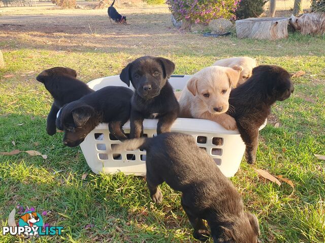 Labrador X Puppies