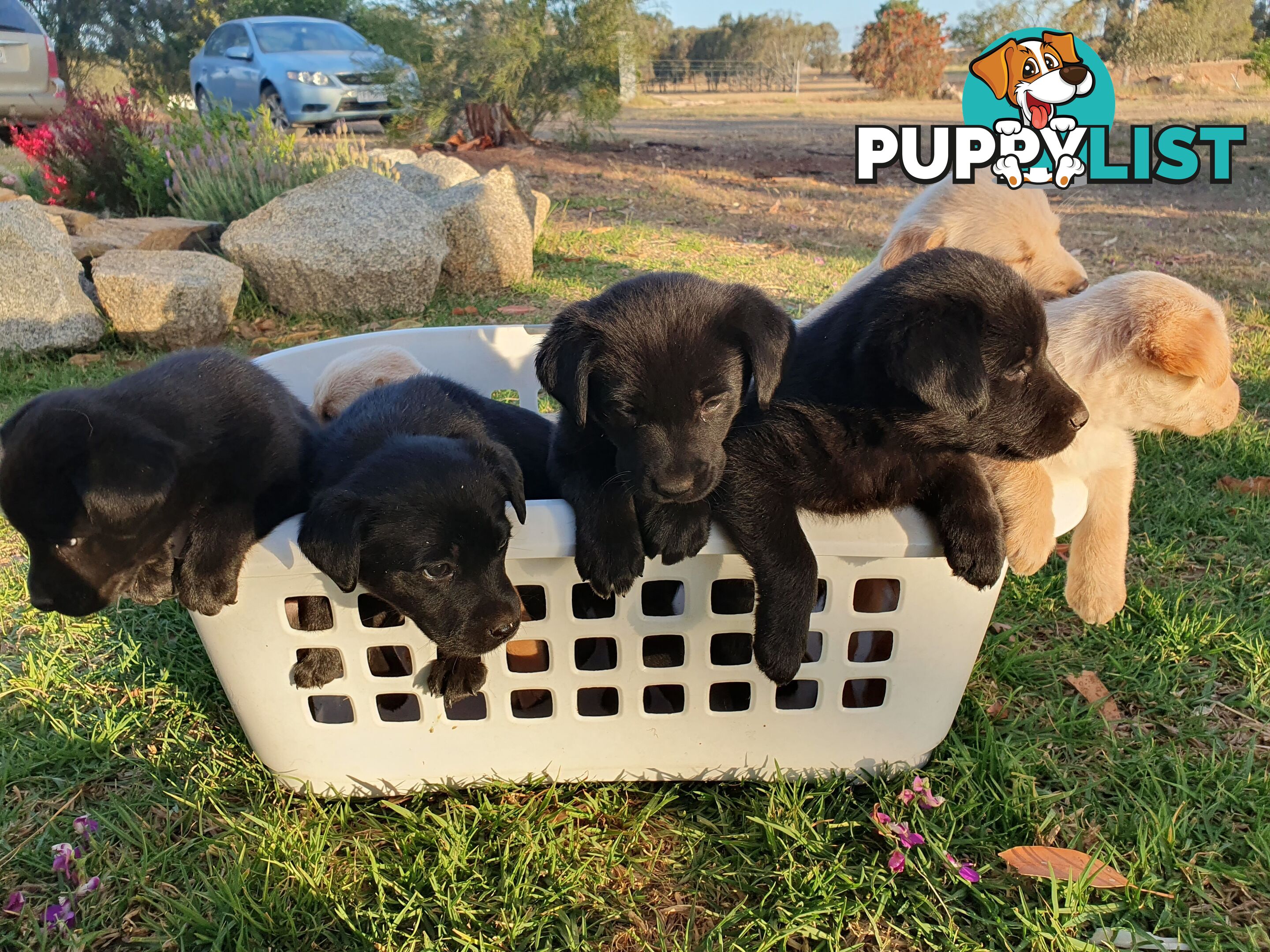 Labrador X Puppies