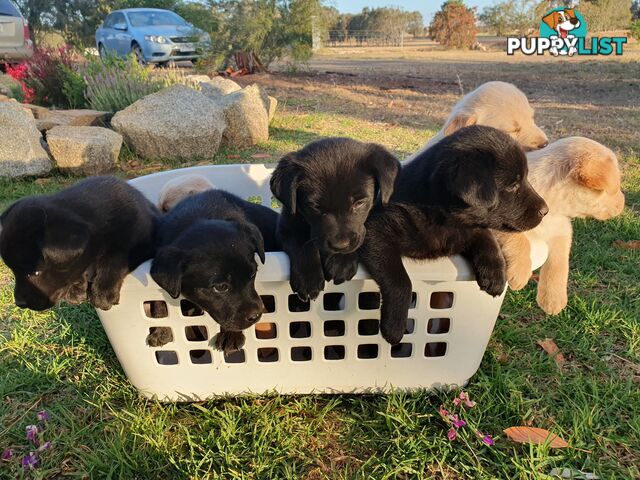 Labrador X Puppies