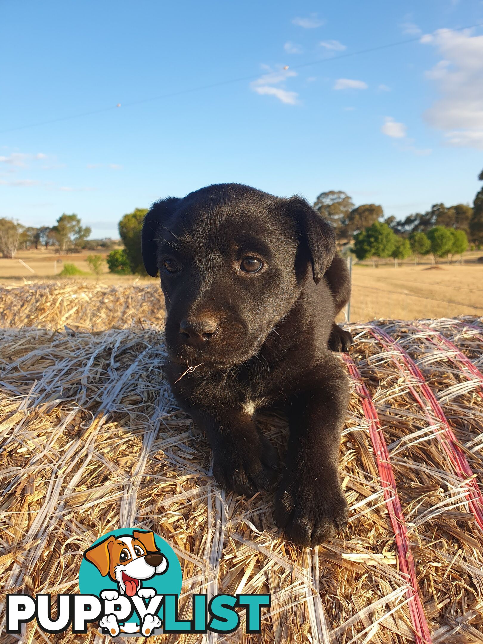 Labrador X Puppies