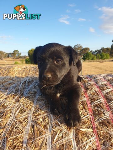 Labrador X Puppies