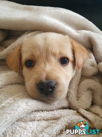 Labrador X Puppies