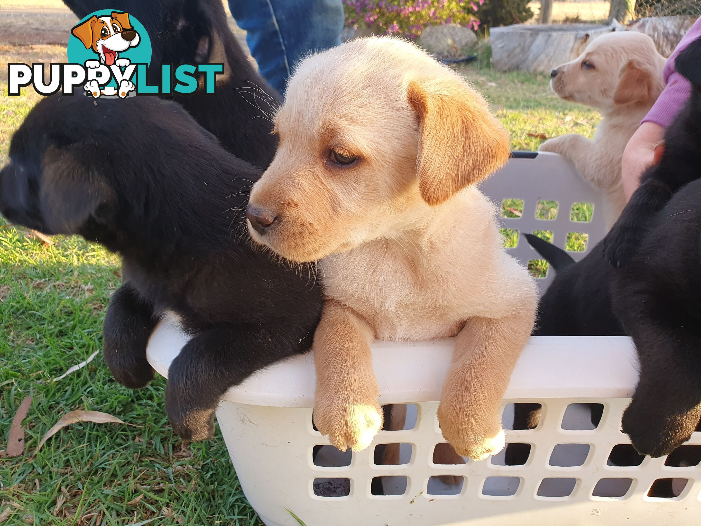 Labrador X Puppies