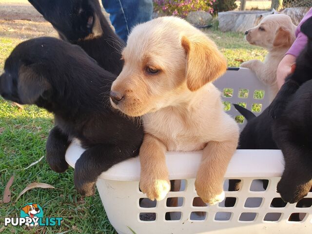 Labrador X Puppies