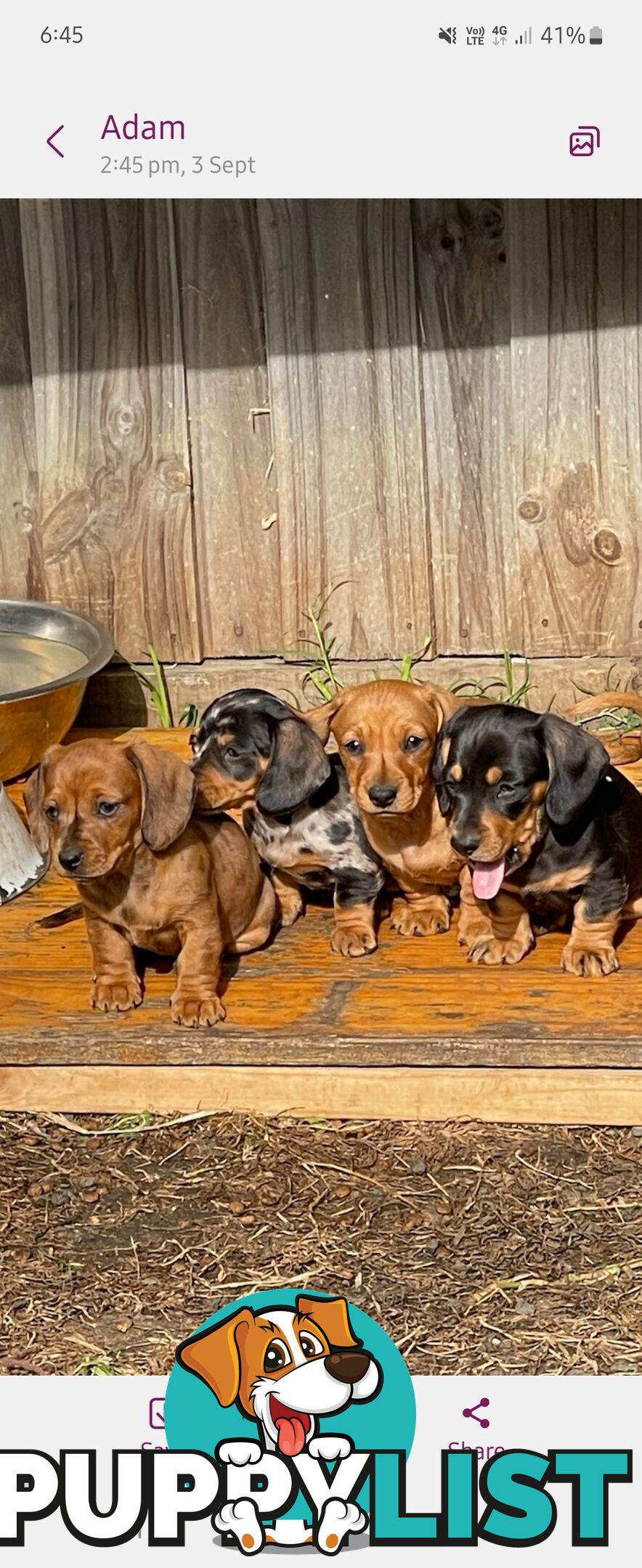 Minature Dachshund Puppies