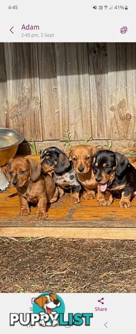 Minature Dachshund Puppies