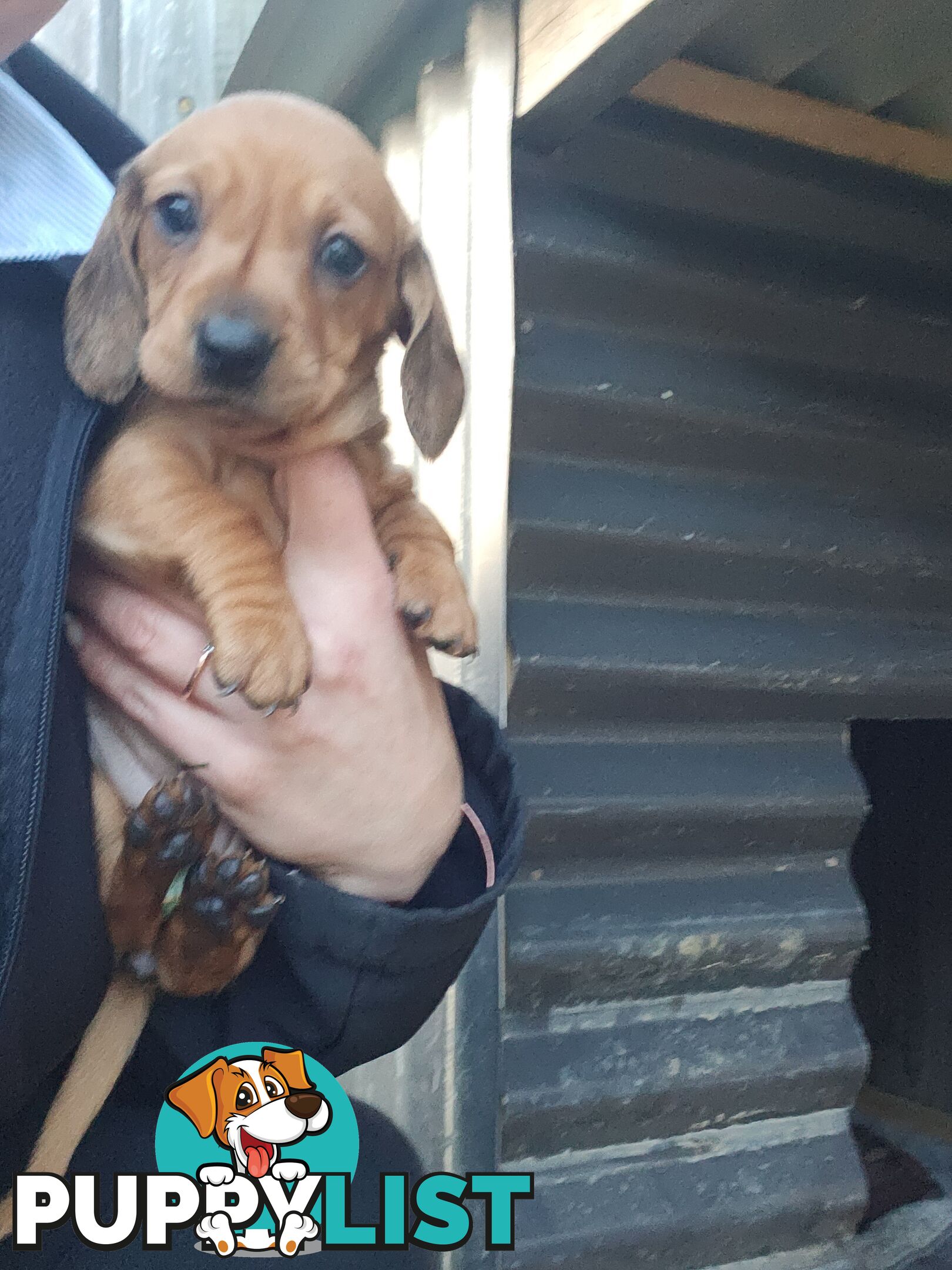 Minature Dachshund Puppies